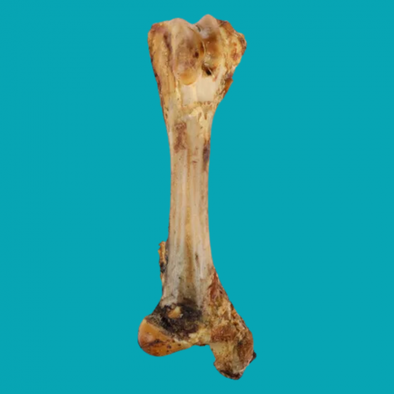 Tibia de bœuf géant